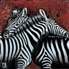 Couple de Zebras I