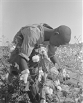Boy Picking Cotton, Arkansas, 1938